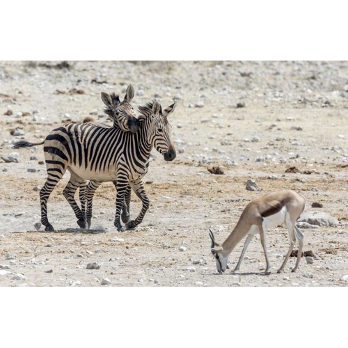 Africa, Namibia, Etosha NP Zebras and springbok